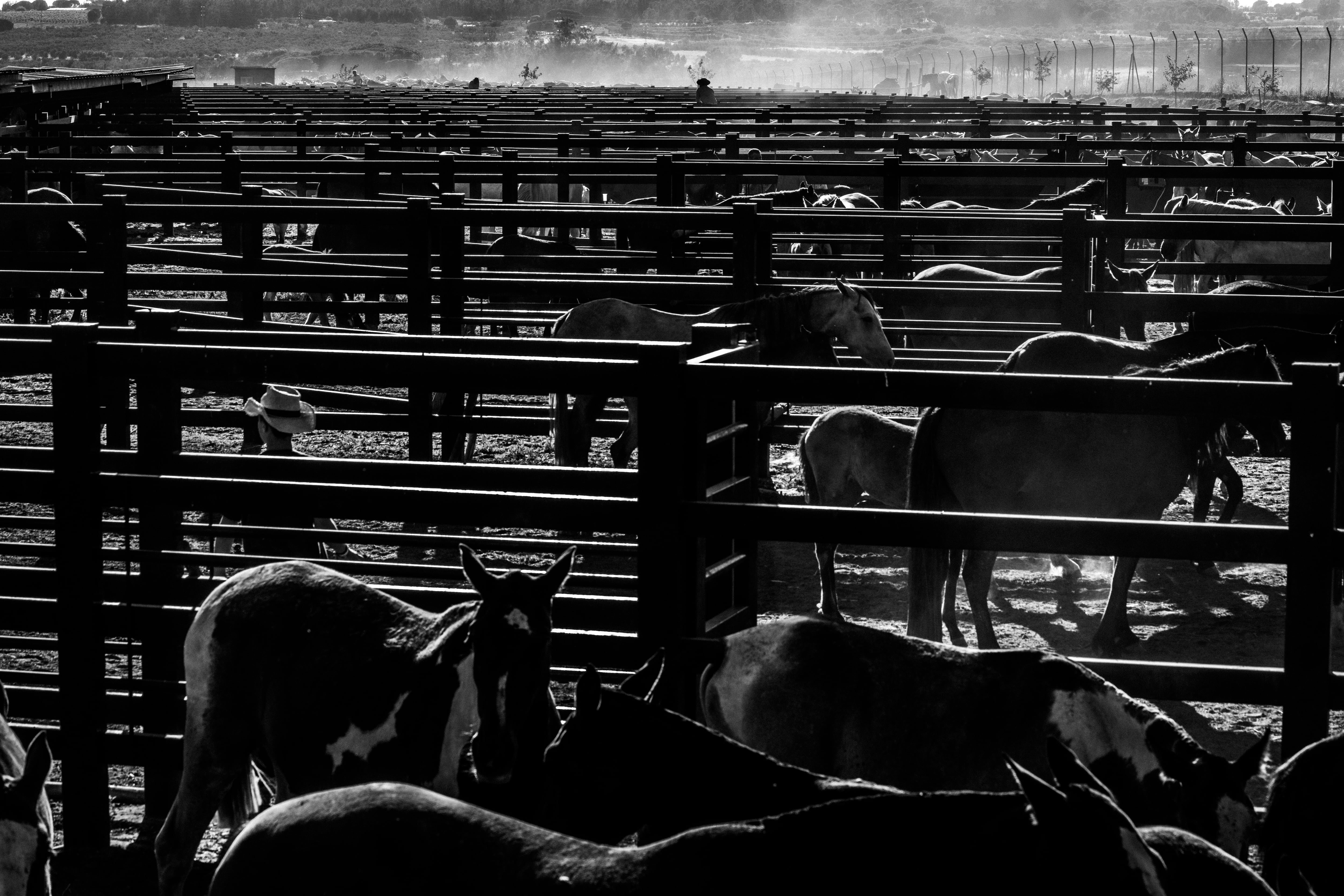 Una vez al año, los caballos son trasladados al recinto ganadero de Almonte, donde se les asean las crines, se desparasitan y se ponen herraduras si es necesario.