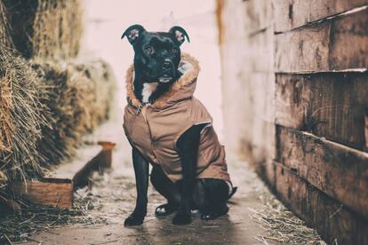 Las mascotas se están humanizando
