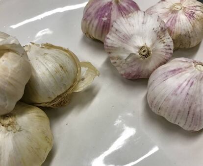 AJO MORADO TRADICIONAL (IZQUIERDA) Y AJO VIOLETA CHINO (DERECHA) / CAPEL