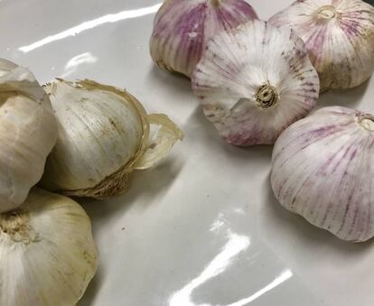 AJO MORADO TRADICIONAL (IZQUIERDA) Y AJO VIOLETA CHINO (DERECHA) / CAPEL 