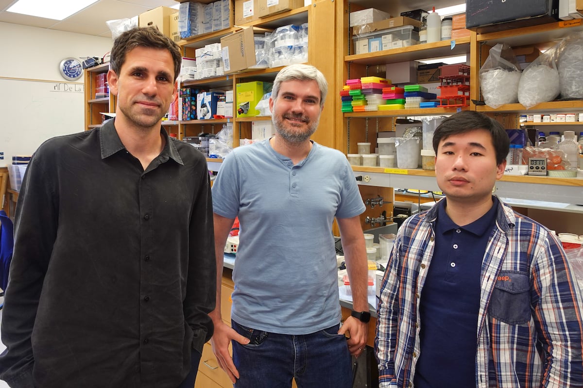 La IA descubre antibióticos en arqueas, los microorganismos que explican el origen de la vida compleja | Ciencia