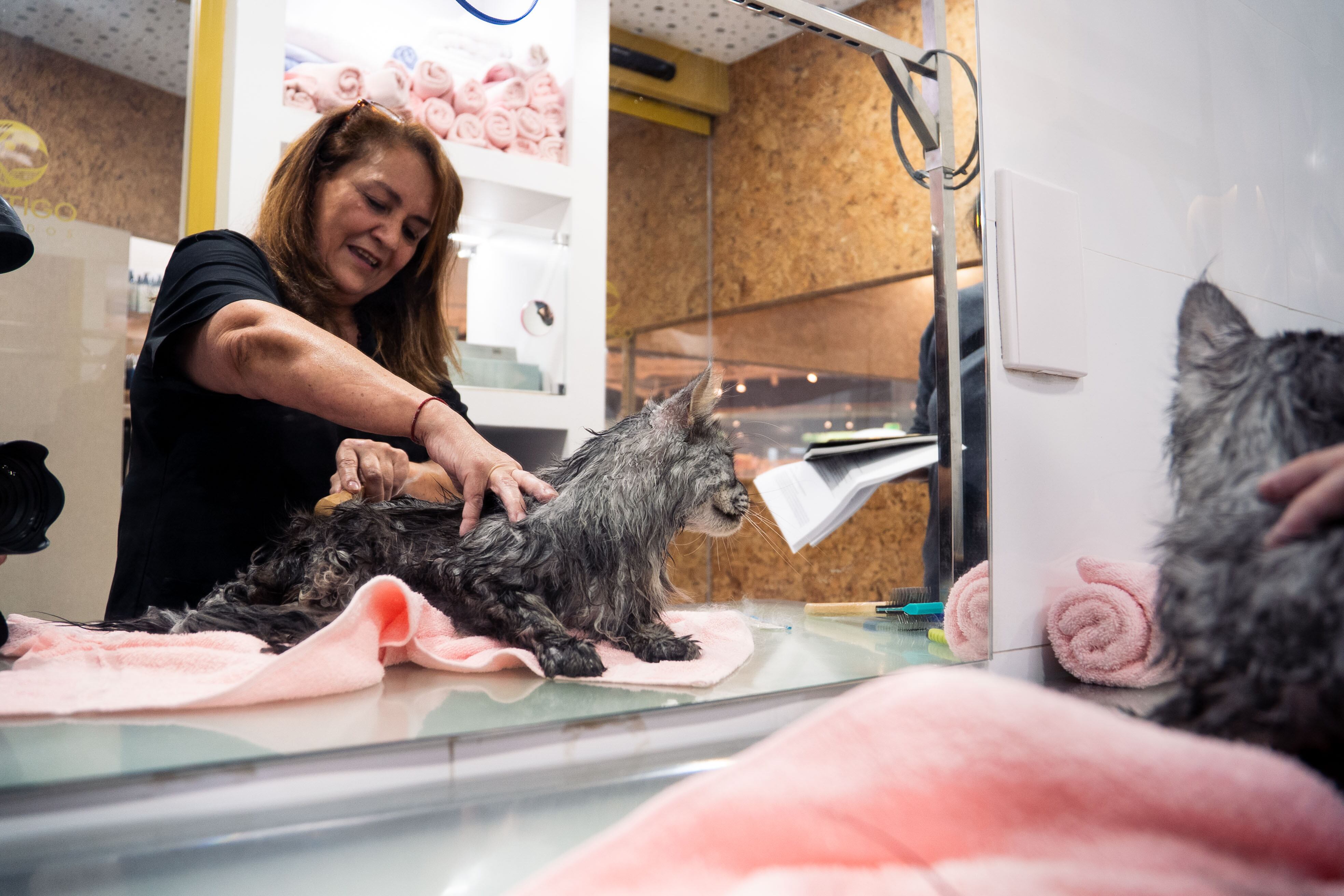 Dirce, de Contigo Cuidados, mientras peina a 'Lion', un gato de raza 'maine coon' que suele visitar el centro.
