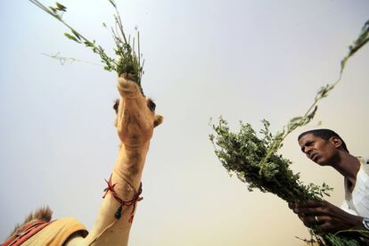 Um homem dá de comer a um camelo em Kassala (Sudão).