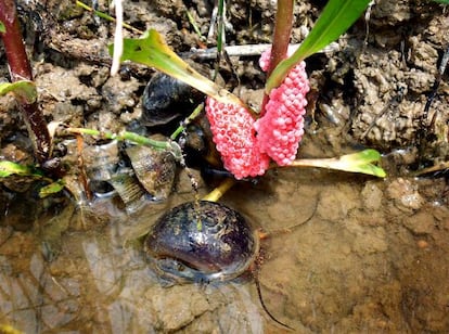 Caracoles manzana en el delta del Ebro.