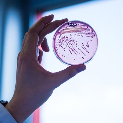Las superbacterias causan en España ocho veces más muertes de las que se estimaban