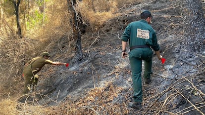 Agentes del Seprona colocan banderines rojos, testigos amarillos y cuerdas para delimitar las pruebas de un incendio. 