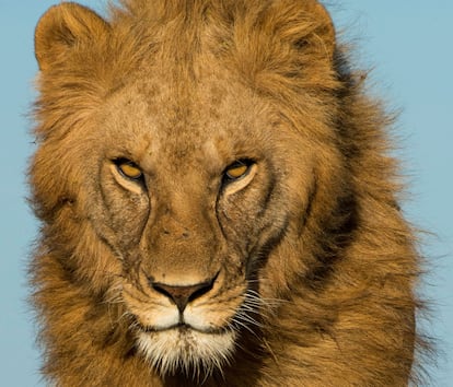 Solo los licaones, perros salvajes africanos, huyen más de los leones que de los humanos. Pero la muestra, solo una decena de grabaciones, rebaja el alcance de la excepción. En la imagen, un león del Serengueti, fotografiado por uno de los autores del estudio.