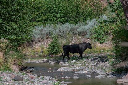 In this photo provided by Robin Silver, a feral bull is seen along the Gila River in the Gila Wilderness in southwestern New Mexico, on July 25, 2020.