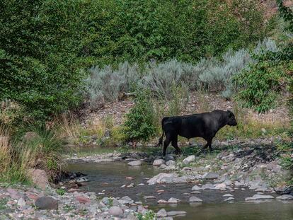 In this photo provided by Robin Silver, a feral bull is seen along the Gila River in the Gila Wilderness in southwestern New Mexico, on July 25, 2020.