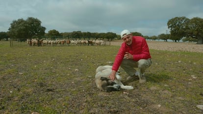 Wild Frank: Mascotas y humanos