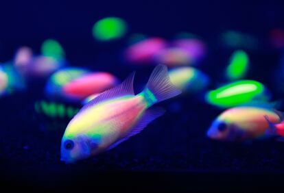 Peces transgénicos (Amatitlania nigrofasciatus var.) brillan durante la Exposición del Acuario de Taiwán 2014 en Taipéi.