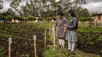 Dos jóvenes hacen la caracterización de las papas en el cultivo de su colegio, en Cumbal, el 20 de noviembre.