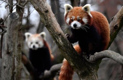 El panda rojo, originario del Himalaya oriental y el sudoeste de China, se encuentra en la Lista Roja de Especies Amenazadas de la Unión Internacional para la Conservación de la Naturaleza (UICN) ya que la población silvestre se estima en menos de 10.000 individuos maduros y continúa disminuyendo debido a la pérdida y fragmentación del hábitat, la caza furtiva y la depresión por endogamia.