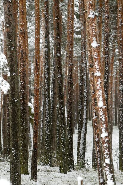 Bosque de pinos de Valsaín.