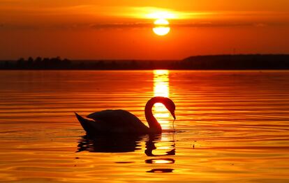 Un cisne nada en un lago en Sosenka (Bielorrusia), el 21 de julio de 2018.