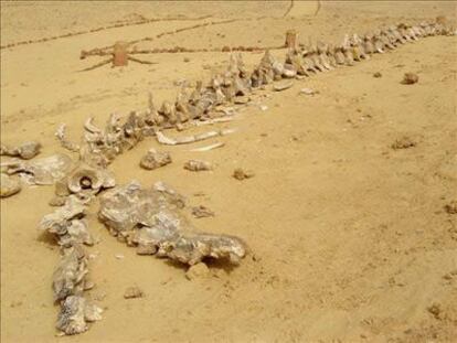 Fósiles de ballenas en el desierto de Egipto