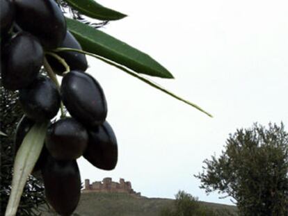 Vista de un olivar en los Montes de Toledo.