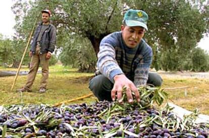 Karim y Abdelghani, dos marroquíes que viven y trabajan en Mancha Real.