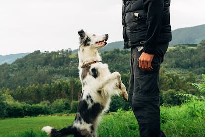 Un Border Collie en un entrenamiento con su adiestrador.