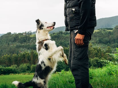 Un Border Collie en un entrenamiento con su adiestrador.