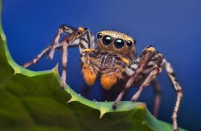 'Maevia inclemens', una araña saltadora común en América del Norte.