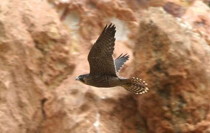 Un halcón peregrino sobrevuela Montjuïc, en una imagen de archivo.