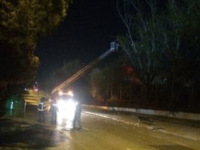 Los bomberos talando el árbol del que se desprendió la rama.