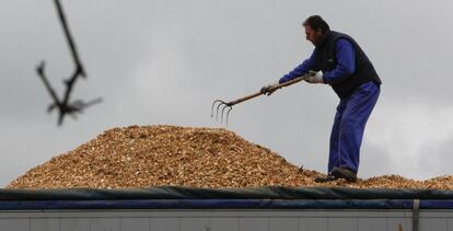 Un operario extiende las virutas de madera procedentes del aserradero en un camión, para ser transportada.