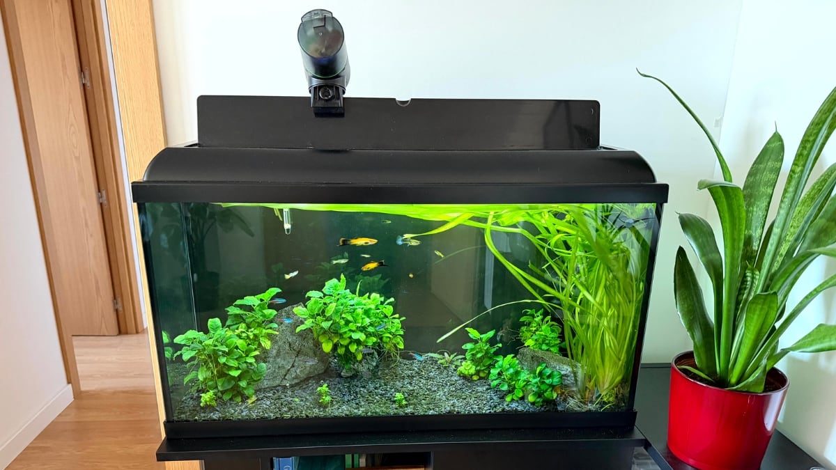 Vista frontal del acuario para principiantes con 100 litros de capacidad.