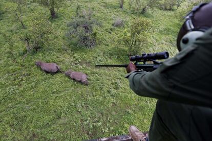 Kenia ha comenzado el censo de rinocerontes, planea identificar a 22 ejemplares en dos semanas de trabajo. En la imagen, Varios veterinarios del Servicio de Conservación de la Fauna keniana (KWS) disparan con sedantes a dos rinocerontes en el Parque Nacional de Meru.