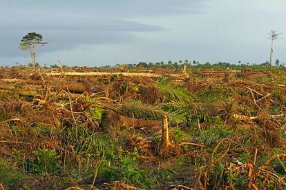 Limpiezas de tierras para plantar palmeras de aceite en Malen, sur de Sierra Leona. REUTERS/Simon Akam