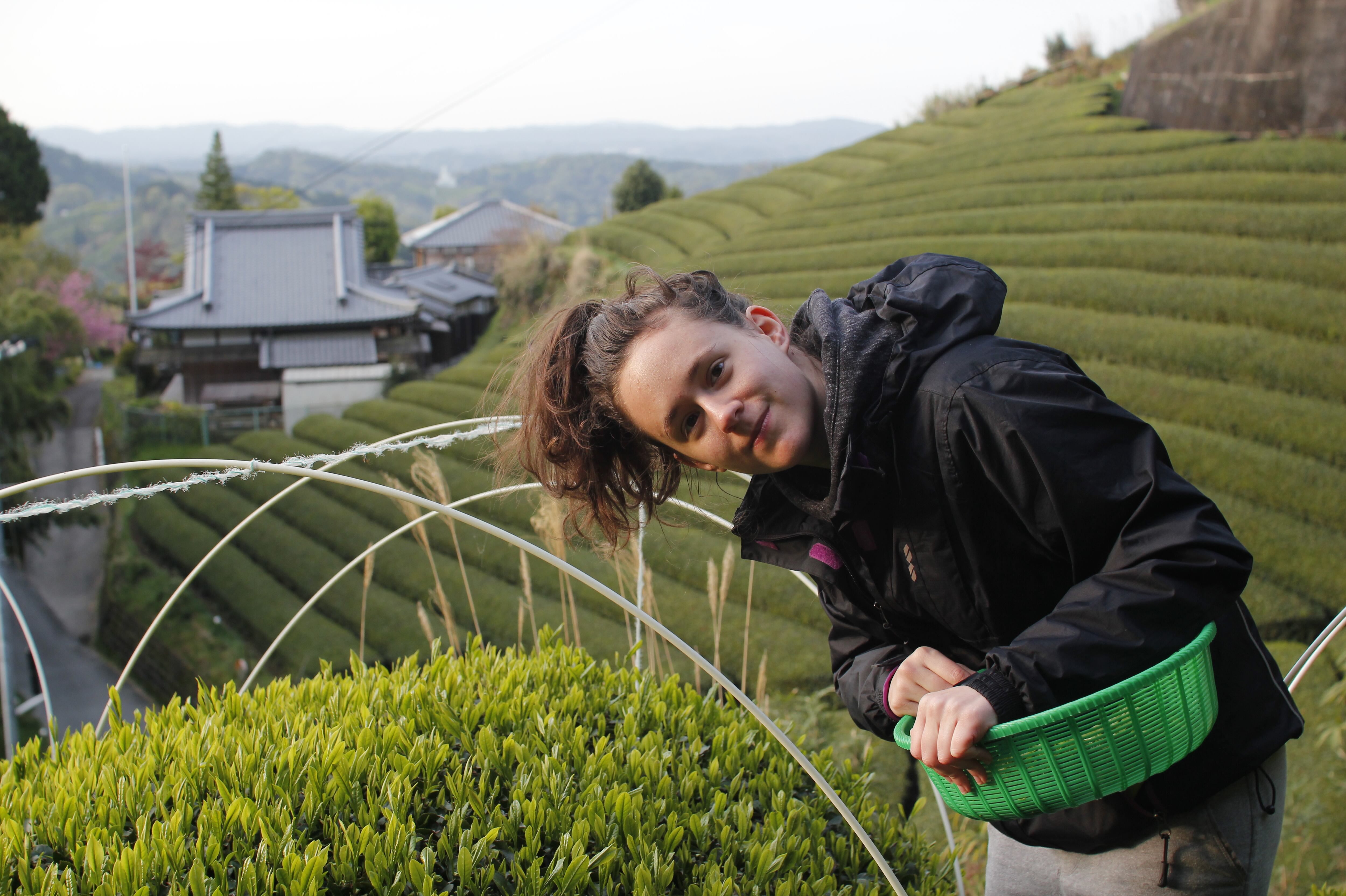 Hegar, en una plantación de té de Japón durante la cosecha. Imagen proporcionada por la marca.