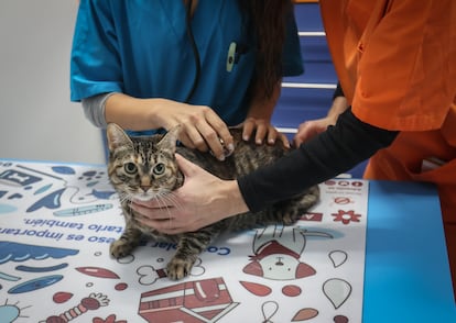 Una gata, en la clnica veterinaria Labrador (Madrid), en octubre de 2022.