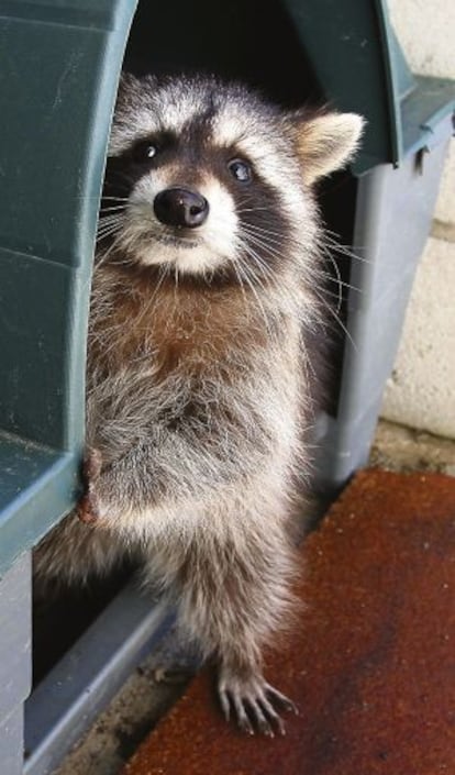 A raccoon in an animal recovery center in Soto de Vi?uelas.