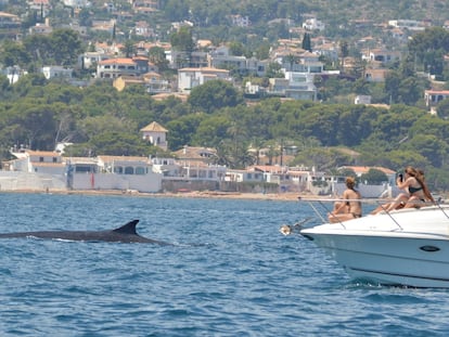 No acosar a las ballenas: están migrando hacia el Atlántico
