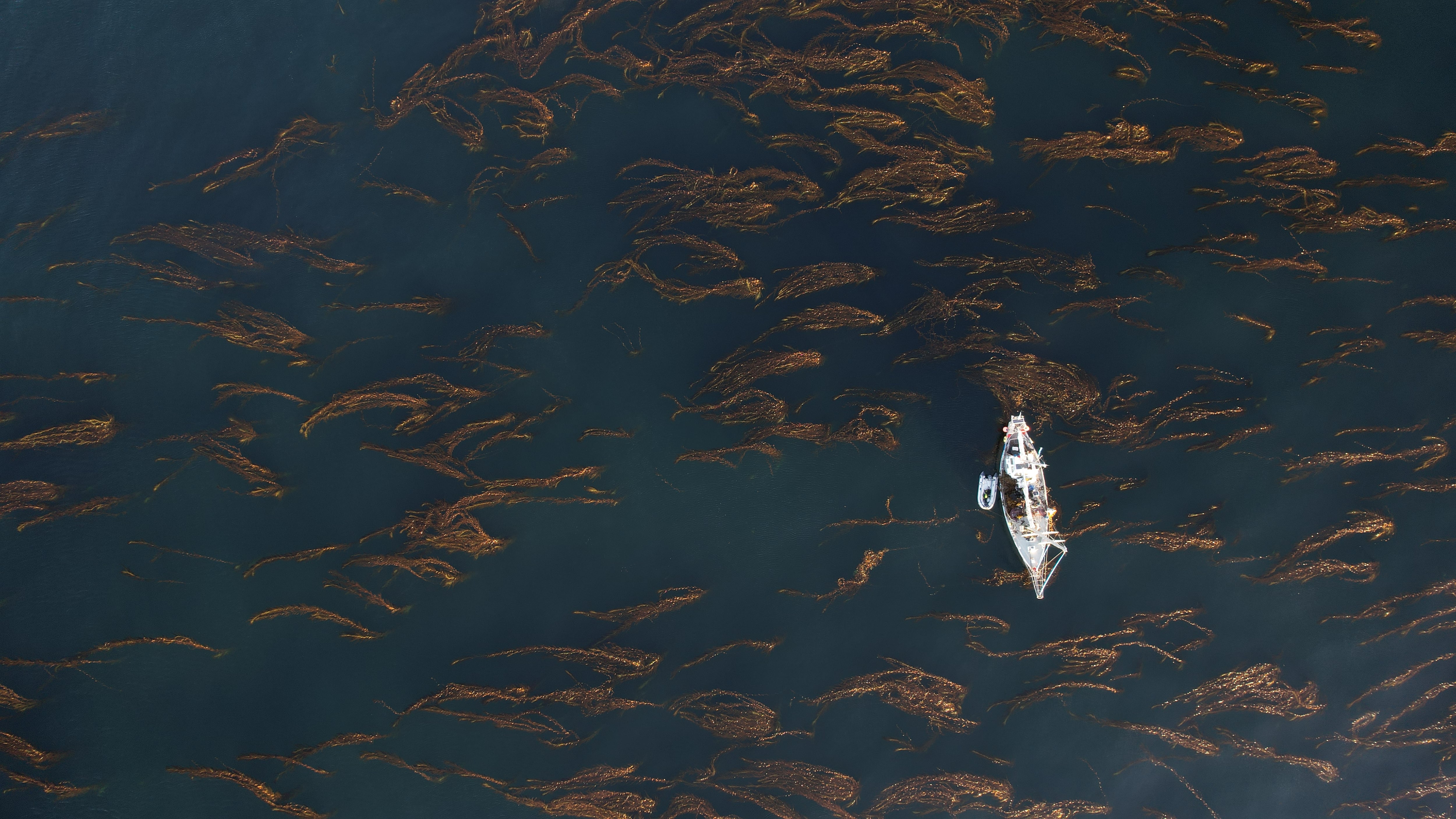 Un proyecto de siembra de algas para proteger el mar prístino de la Patagonia argentina