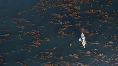 Integrantes de la fundación Por el Mar navegan sobre los bosques marinos de la Patagonia argentina.