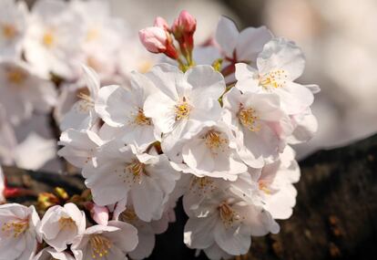 El 'hanami', traducido literalmente 'observación de las flores', es un momento ansiado por los japoneses y los turistas, que cada año son más los que se ven atraídos por este fenómeno. En la imagen, pétalos blancos recién florecidos de un cerezo este martes, en Tokio (Japón).