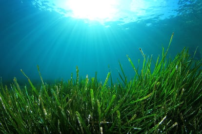Fondo marino cubierto de posidonia oceánica. Esta especie no es un alga, sino una planta adaptada a vivir bajo el agua, que solo vive en el Mediterráneo.