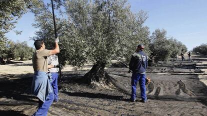 Recogida de aceituna en la campi&ntilde;a sur de C&oacute;rdoba.