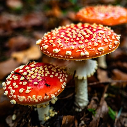 VELHORST, LOCHEM, GELDERLAND, NETHERLANDS - 2024/10/20: A group of Amanita muscaria or Fly Agaric mushrooms is seen growing on the ground. It's autumn, meaning there are mushrooms in forests and national parks across the Netherlands. There are around 5,250 species of mushrooms in the Netherlands. Many of these are under serious threat and some 200 species have become extinct in the Netherlands over recent decades. It's the perfect season to take pictures of nature and enjoy mushroom hunting. (Photo by Ana Fernandez/SOPA Images/LightRocket via Getty Images)