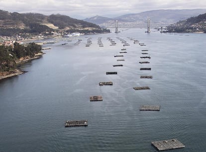 Bateas en las inmediaciones de Moaña, en la ría de Vigo, con el puente de Rande al fondo.