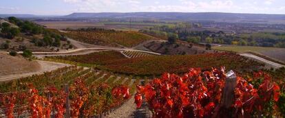 Viñedo de Quinta Sardonia.