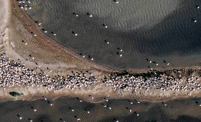 Colònia de flamencs al Delta de l'Ebre.