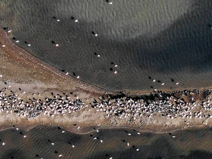 Colònia de flamencs al Delta de l'Ebre.