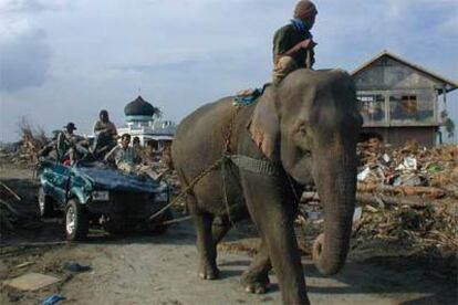 En Sumatra, los supervivientes de la localidad de Lam Jamek se afanan en la búsqueda de cadáveres.