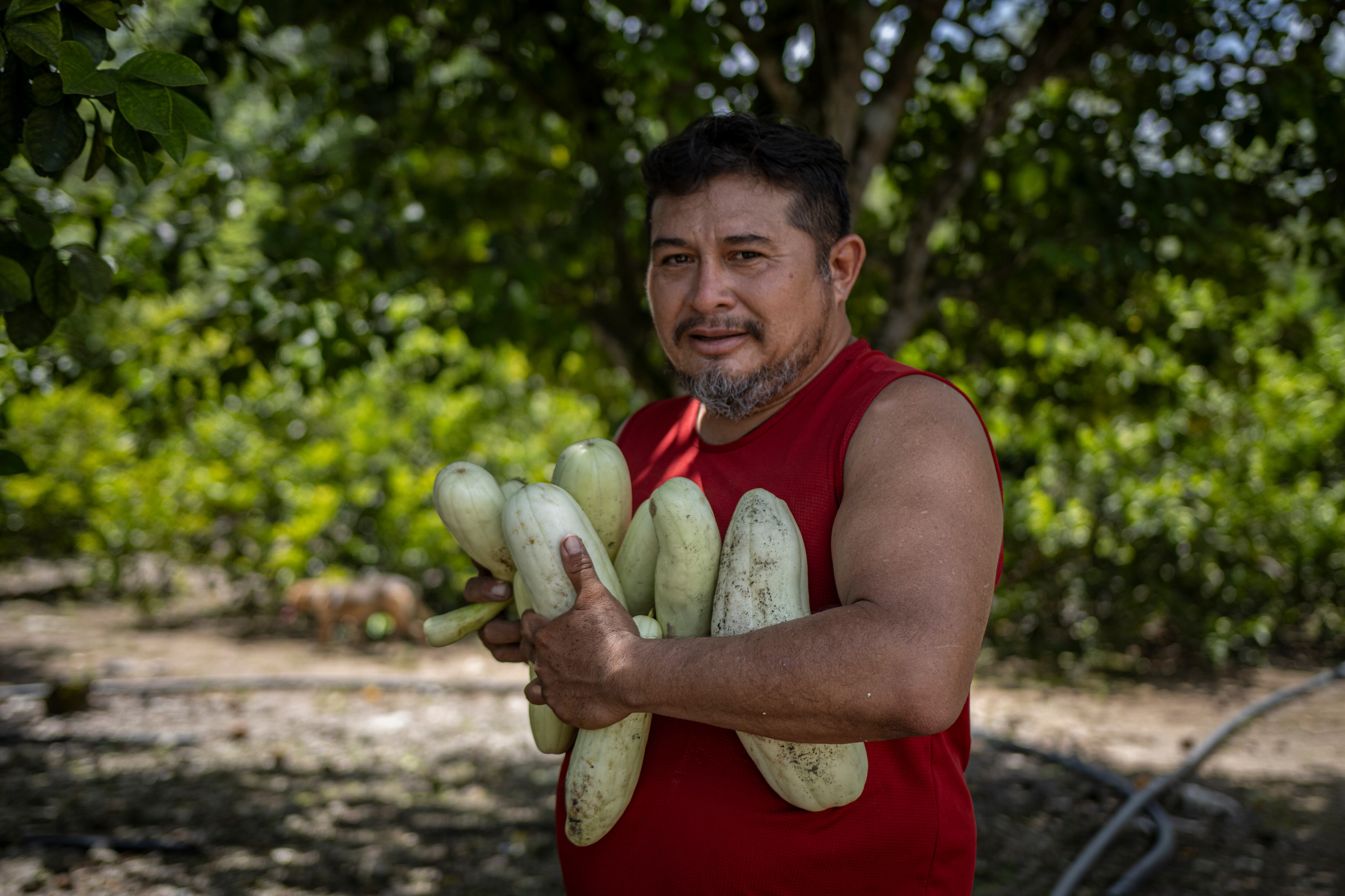 Raúl Ek sostiene su cosecha de pepinos en Motul (Yucatán), el 3 de agosto.