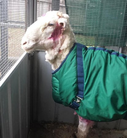 El después de Chris -casi desnuda- en Canberra, donde ha sido rescatada. Tras trasquilarla ha perdido 40 kilos, casi la mitad de su peso, y la han tenido que cubrir para protegerla. La oveja seguirá en observación durante unos días, hasta que sea adoptada por una nueva familia.