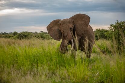 Un elefante africano de la sabana come junto a su manada en el Parque Nacional de Murchison Falls. En el área, Total Energies construirá más de 30 zonas de perforación.