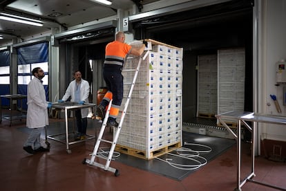 Un trabajador coge una caja al azar para que la revisen los inspectores  en el puerto de Algeciras, este viernes. 